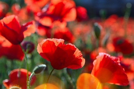 Poppy field red poppies Photo