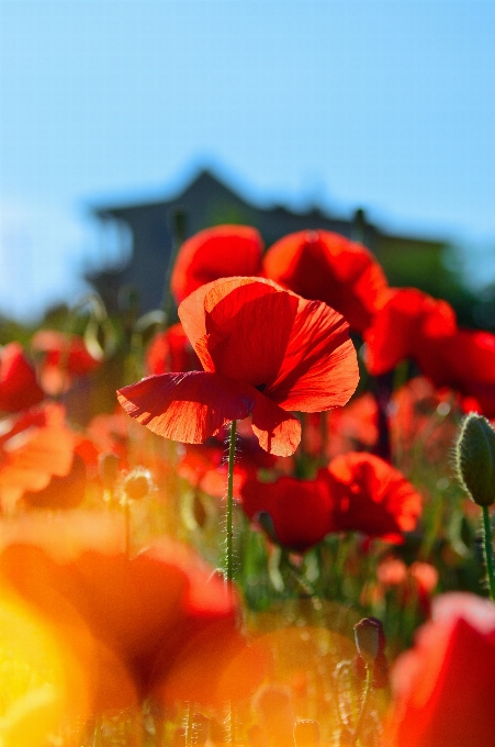 Mohn feld rot mohnblumen
