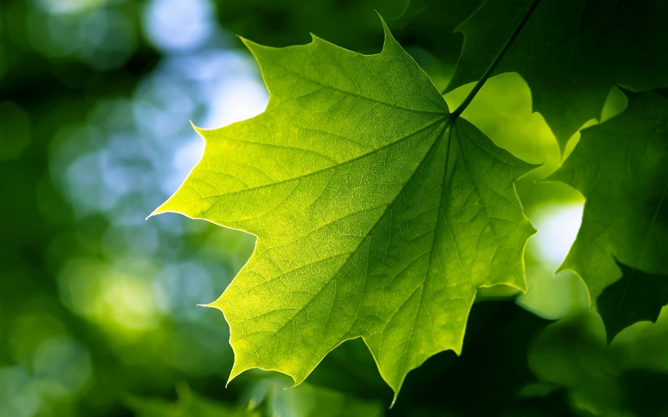 Kanon fotografi hijau daun-daun