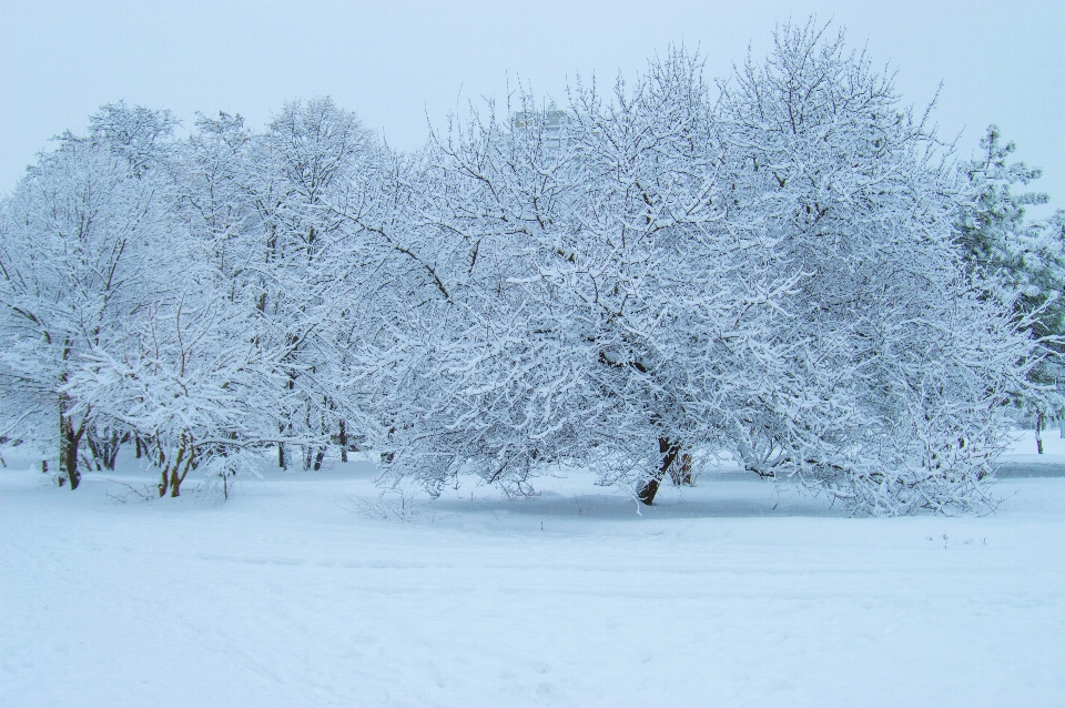 Inverno neve geada árvore