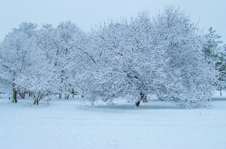 冬 雪 霜 木 写真