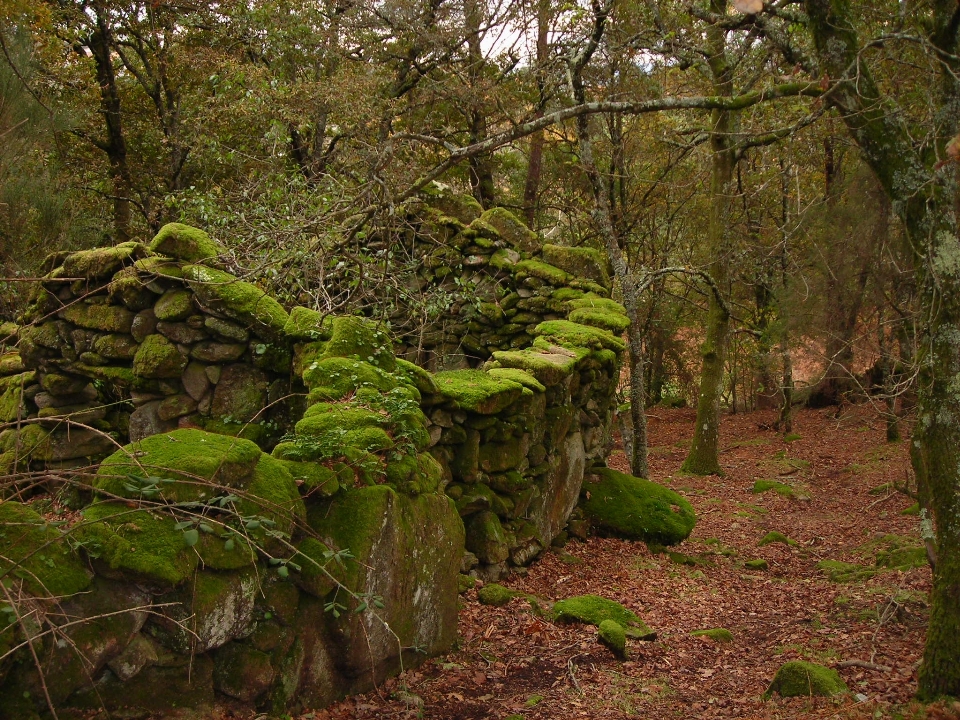 Nature des bois
 forêt végétation