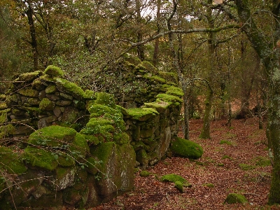 Nature woodland forest vegetation Photo