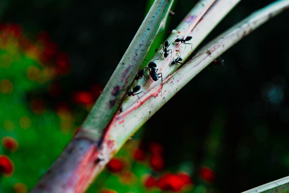 Kanon fotografia liść flora