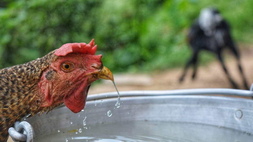 Kanon fotoğrafçılık tavuk su