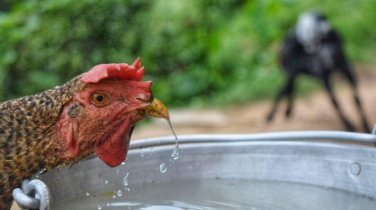 Foto Canone fotografia gallina acqua