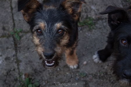 Köpek türü
 memeli gibi köpek
 burun
 Fotoğraf