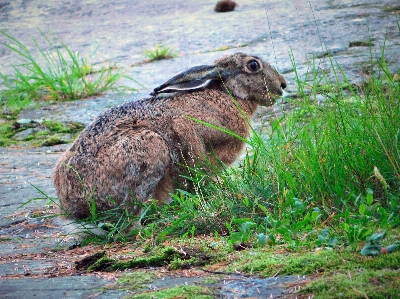 Bunny rabbit animal mammal Photo