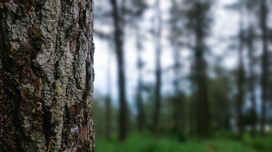 Pine forest jungle Photo