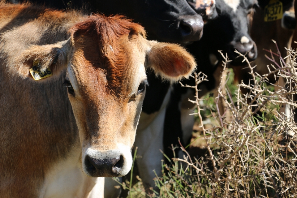 Farm cattle cow heifer