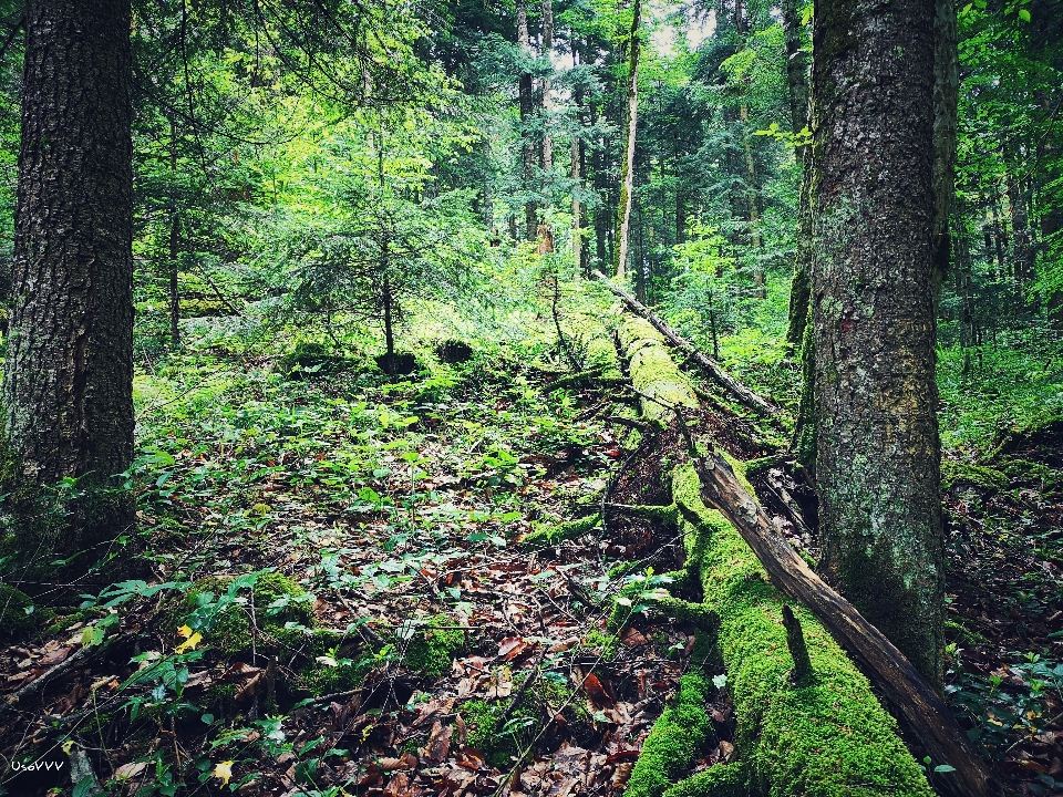 Wald geäst bäume grün