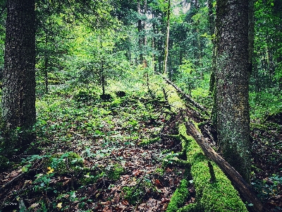 Forest branches trees green Photo