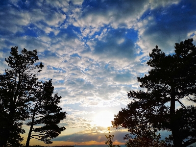 Forest branches trees sun Photo