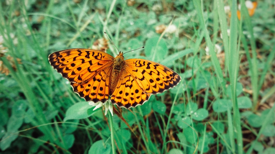 Borboleta verde laranja grama