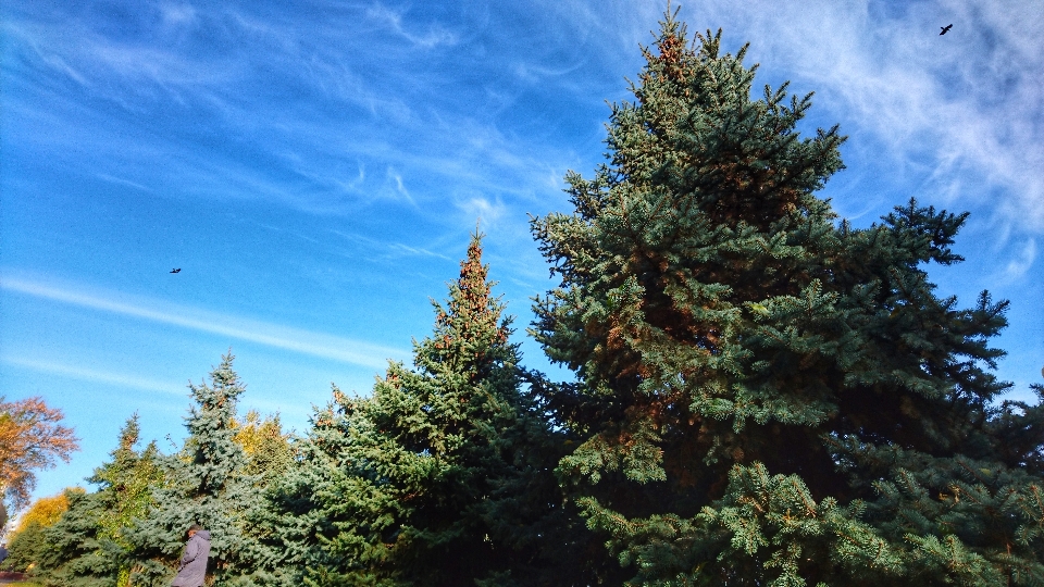 Himmel wolken sonnig weihnachtsbäume
