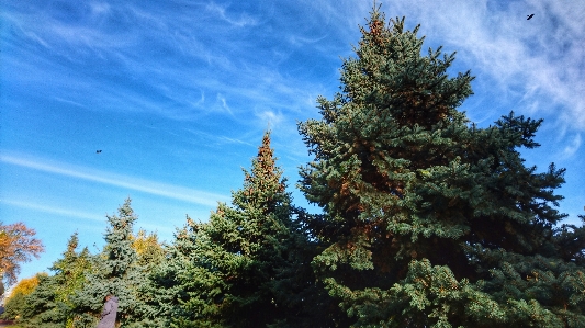 Himmel wolken sonnig weihnachtsbäume
 Foto