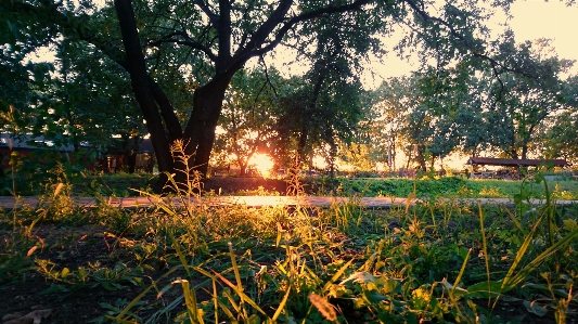 Sunny sun grass park Photo