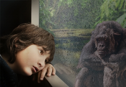 Boy monkey window rain drop Photo