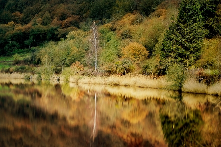 Landscape lake reflection trees Photo