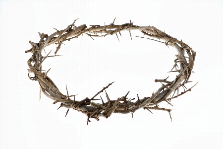 Crown of thorns religion church twig Photo