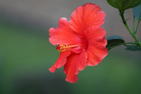 Hibiscus flower flowering plant petal Photo