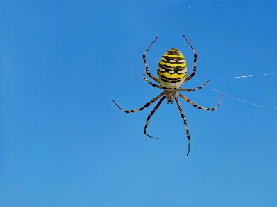 Foto Ragno insetto aracnide
 giallo