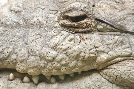 Crocodile smile lizard wildlife Photo