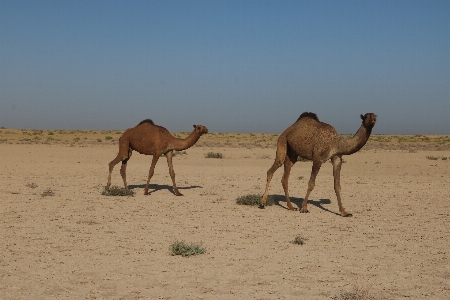 Foto Cammello arabo
 ecosistema
 come mammifero
