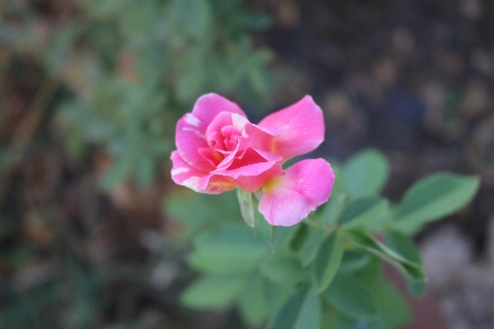 Foto Flor rosa flora plantar