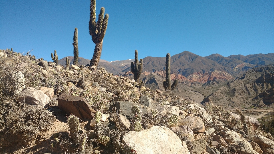 Argentina salta cactus landscape