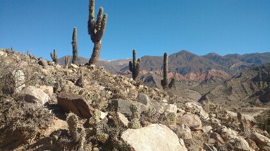 Argentina salta cactus landscape Photo