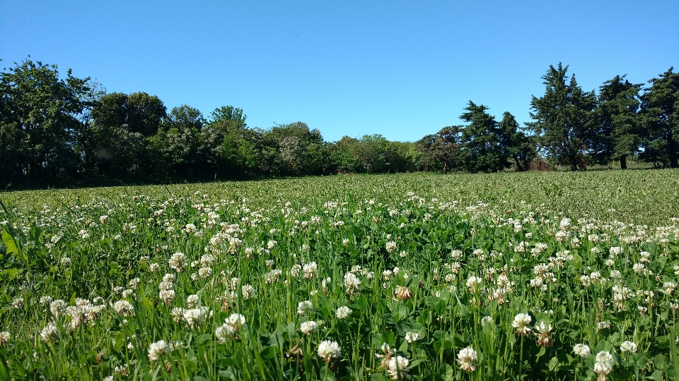 Cesped pasto green paisaje