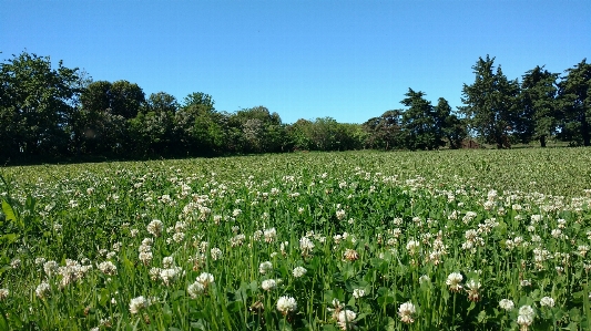 Foto Erba
 pasto
 verde paesaggio
