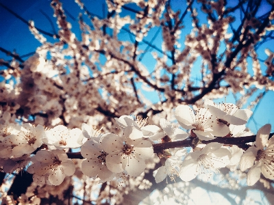 Foto Primavera flores céu galhos