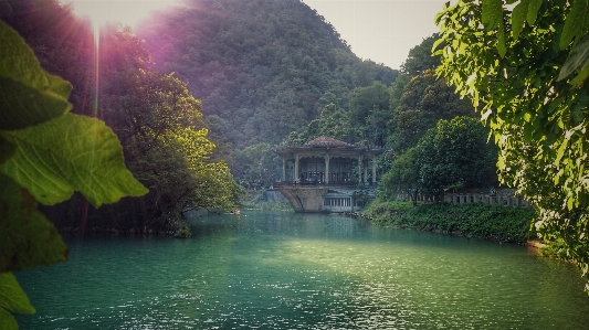 Trees green water branches Photo