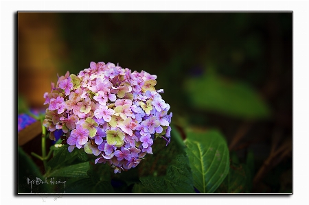 Foto Flor plantar planta com flor
 hortênsia