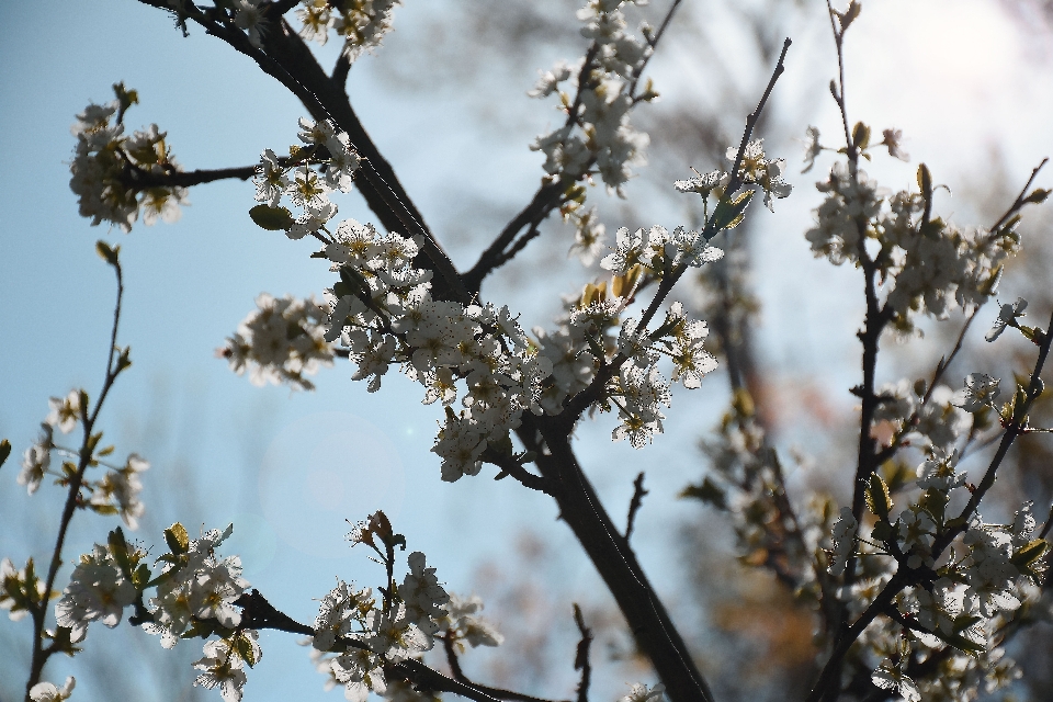 Primavera sol soleado flor