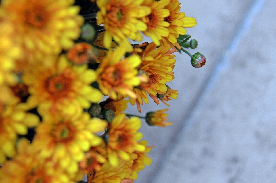 Crisantemo
 amarillo crisantemos
 flor