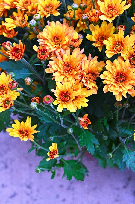 Chrysanthème
 jaune chrysanthèmes
 fleur