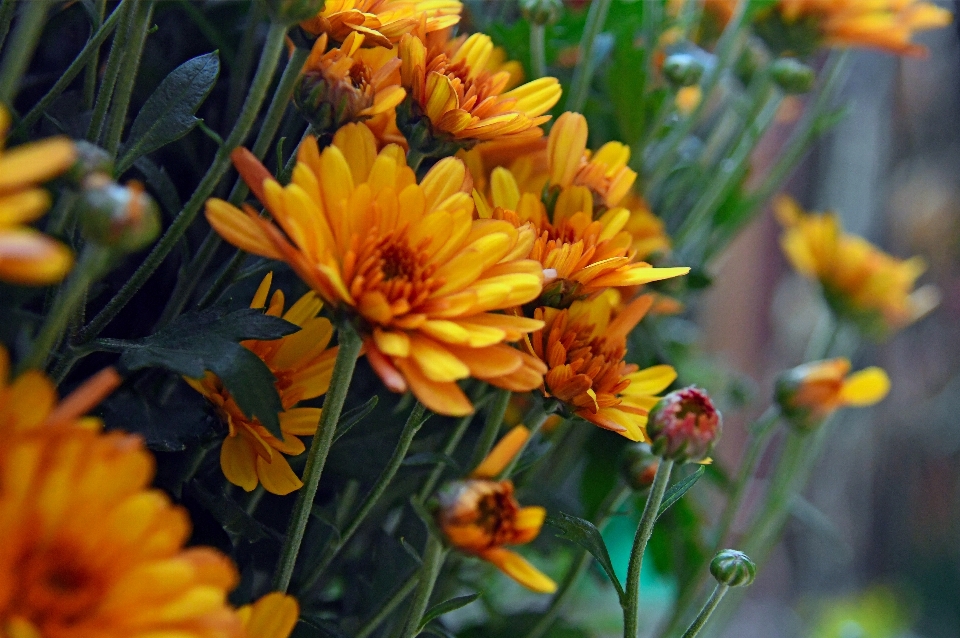 Chrysanthème
 jaune chrysanthèmes
 fleur