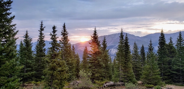 Berg sonnenaufgang kiefern
 wald Foto