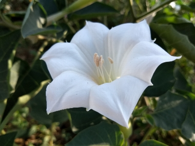 Flower plant datura inoxia flora Photo