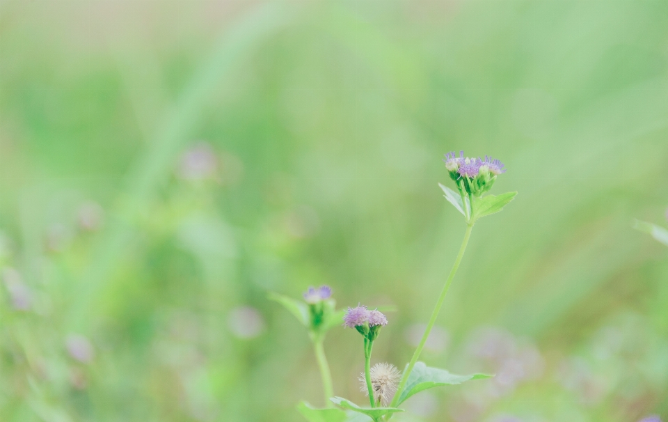 Photography wallpaper portrait landscape