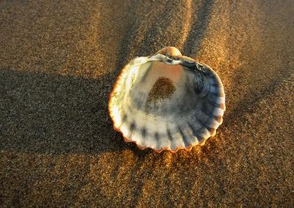 Foto Concha do mar fechar-se
 berbigão
