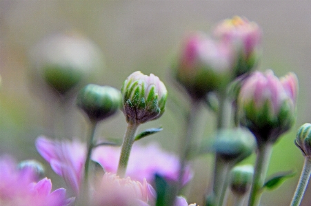 Chrysanthemum purple autumn bouquet Photo