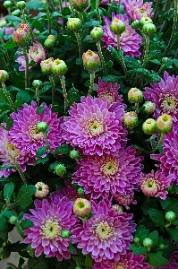 Chrysanthemum purple autumn bouquet Photo