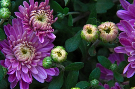 Chrysanthemum purple autumn bouquet Photo