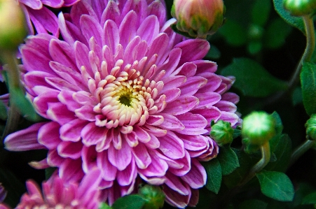 Chrysanthemum purple autumn bouquet Photo