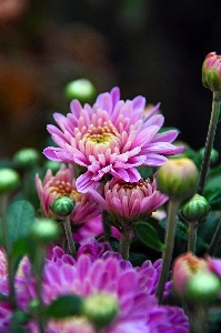 Chrysanthemum purple autumn bouquet Photo