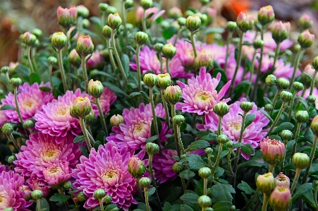 Chrysanthemum purple autumn bouquet Photo